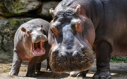 HD desktop wallpaper featuring a close-up of a hippopotamus mother and her yawn­ing calf standing on rocky ground.