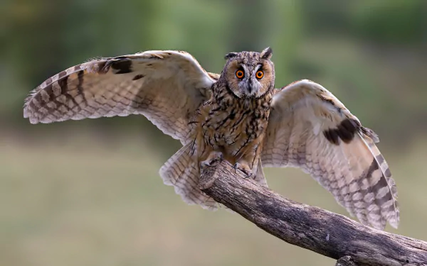 long eared owl bird Animal owl HD Desktop Wallpaper | Background Image