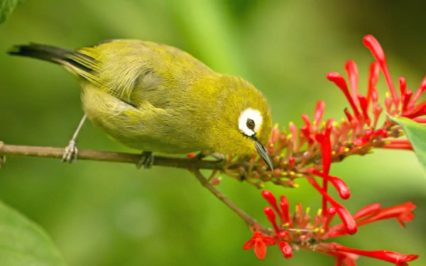 bird Animal Japanese white-eye HD Desktop Wallpaper | Background Image