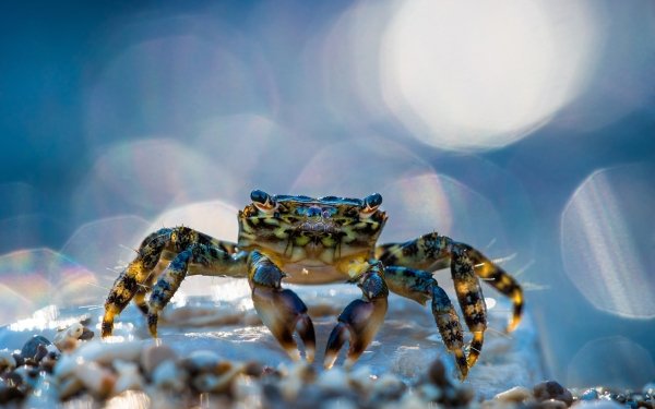 Crab HD Wallpaper | Background Image | 2560x1600