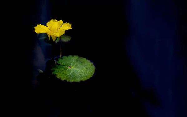 A Lone Water Lily Blooms in a Pond