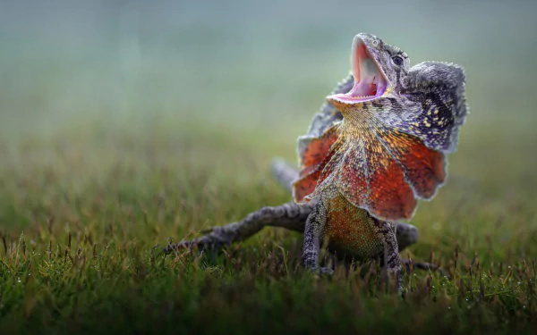 reptile lizard Animal Frilled-neck lizard HD Desktop Wallpaper | Background Image
