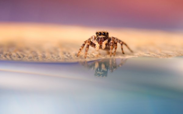 Animal Spider Spiders Arachnid HD Wallpaper | Background Image