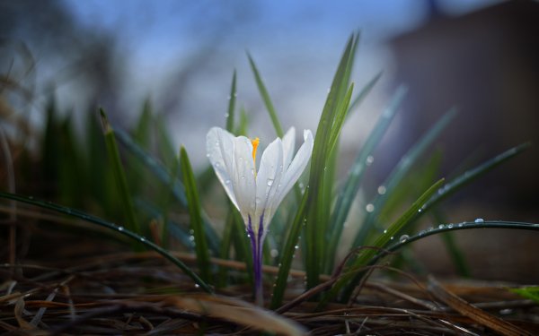 Earth Crocus Flowers Flower White Flower Dew Water Drop HD Wallpaper | Background Image