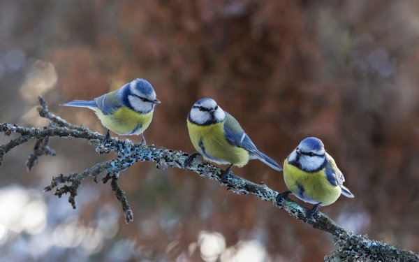 Animal Titmouse Birds Passerines Eurasian Blue Tit Bird Wildlife HD Wallpaper | Background Image
