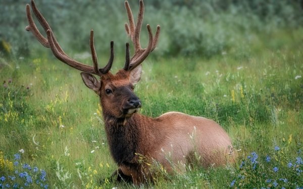 Animal Deer HD Wallpaper | Background Image
