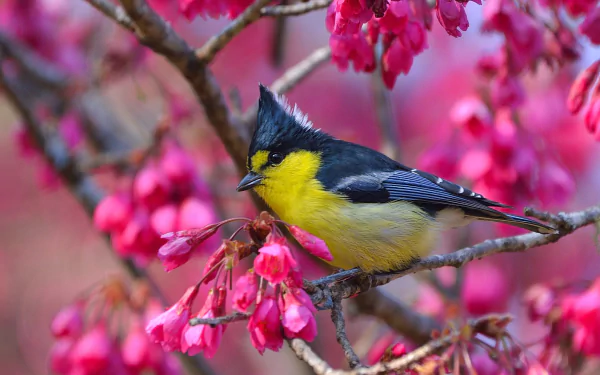taiwan yellow tit flower bird Animal yellow tit HD Desktop Wallpaper | Background Image