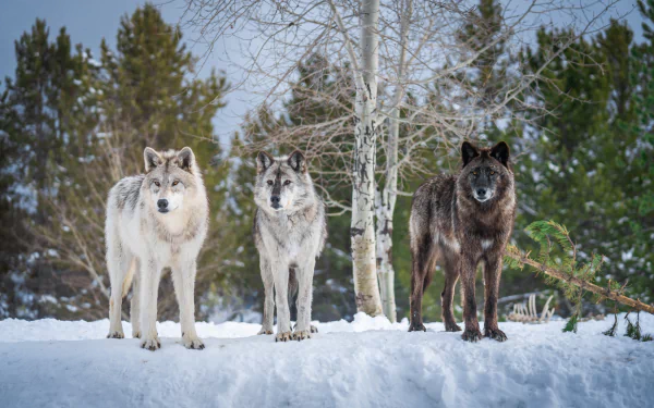 Three wolves stand alert on snow-covered ground against a backdrop of trees, captured in stunning 4K Ultra HD detail for a PC desktop wallpaper.