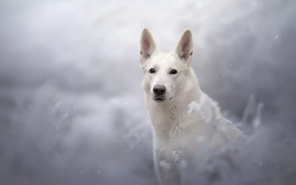 dog Animal swiss shepherd HD Desktop Wallpaper | Background Image