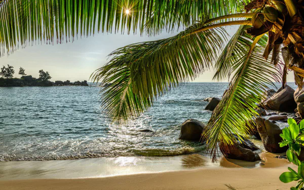 HD desktop wallpaper featuring a serene beach scene with a palm tree arching over golden sand and calm ocean waters under a clear sky.