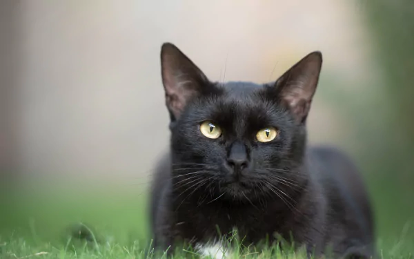 A close-up of a black cat with striking yellow eyes lying in green grass, captured in stunning 4K Ultra HD quality for PC desktop wallpaper.