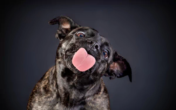 dog Animal bull terrier HD Desktop Wallpaper | Background Image