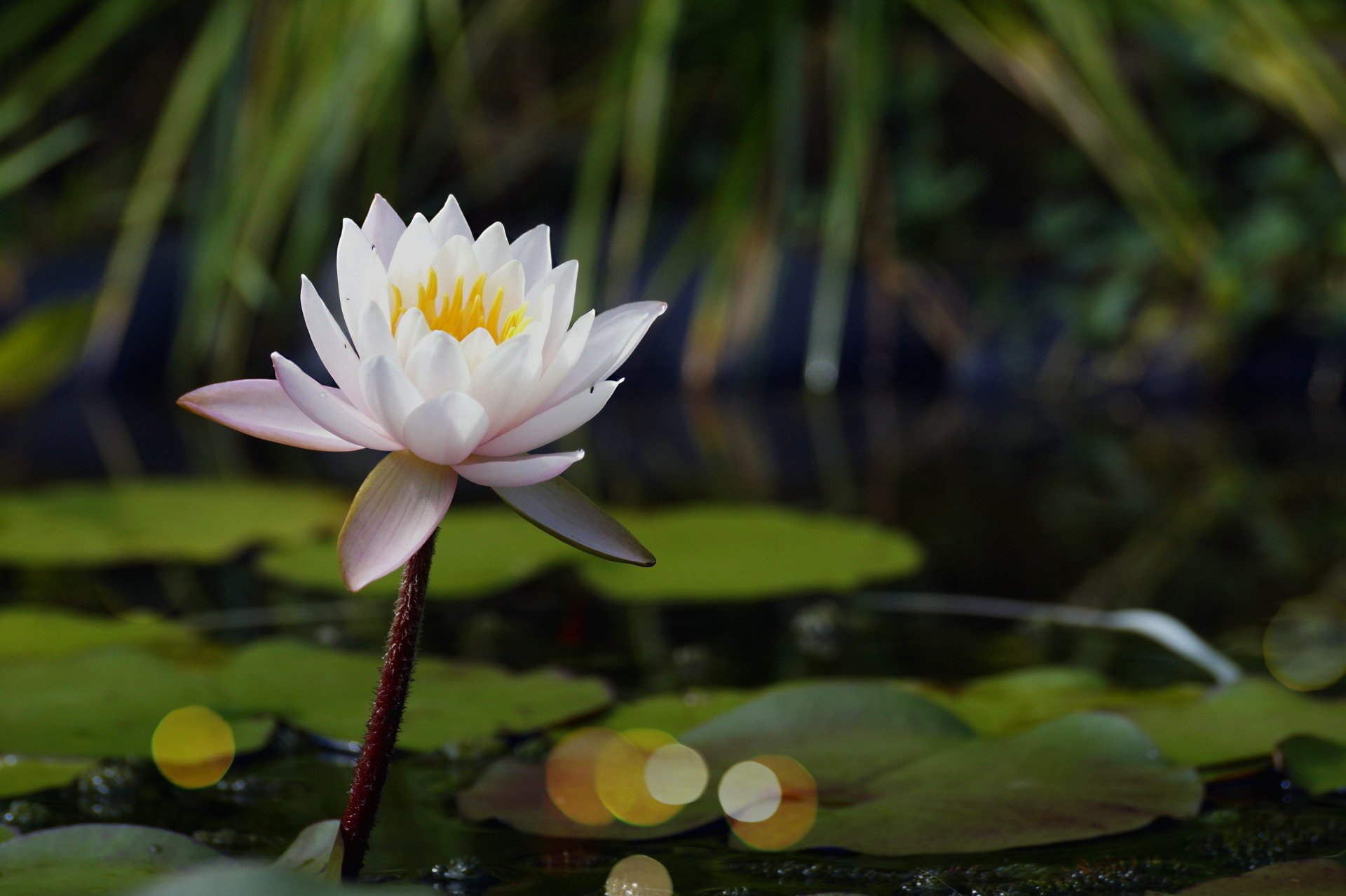 Nature HD PC desktop wallpaper: close-up of a white water lily rising above lily pads on a calm pond, soft bokeh highlights and green reeds in the background.