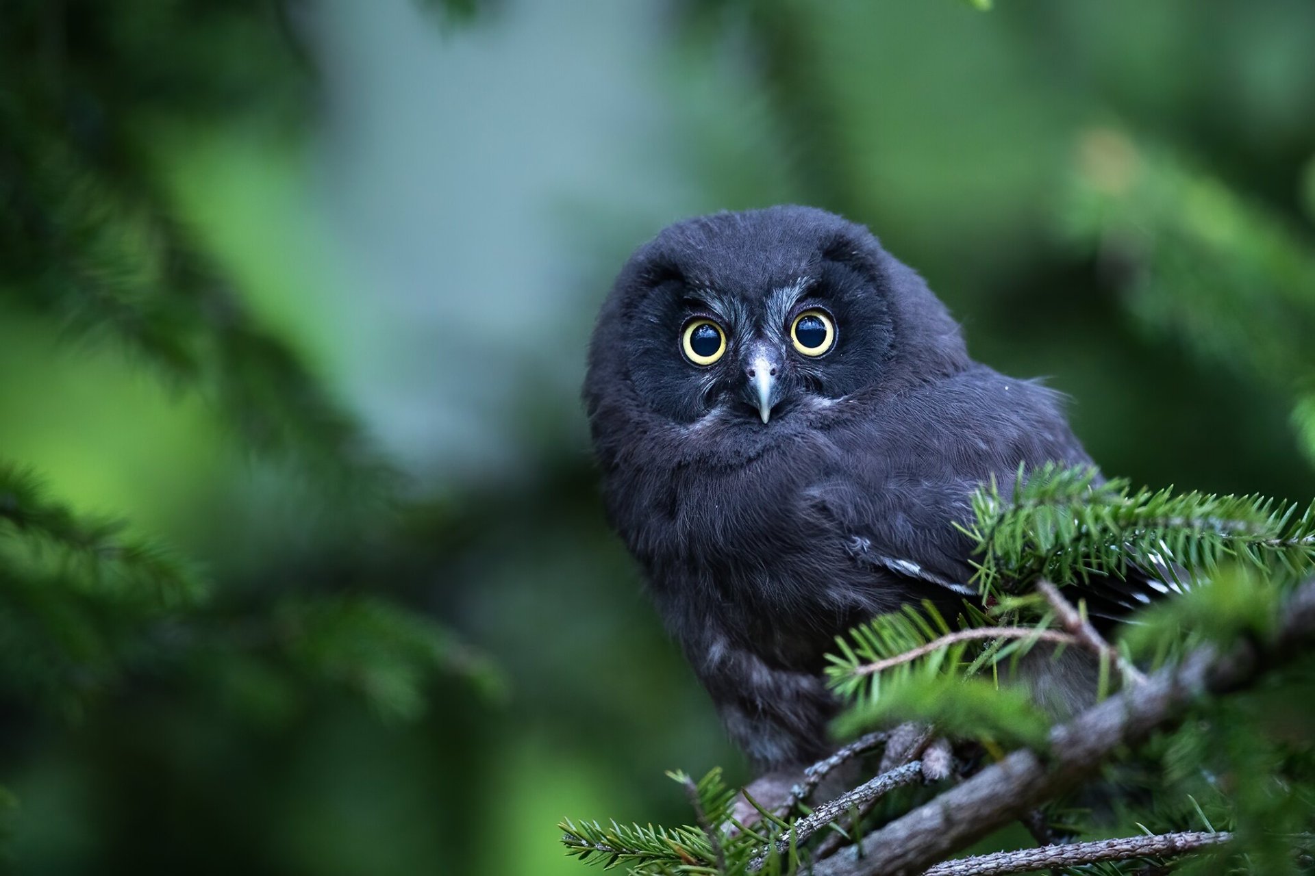 A high-definition desktop wallpaper featuring a close-up of a curious owl perched on a pine tree branch, set against a lush, green forest background.