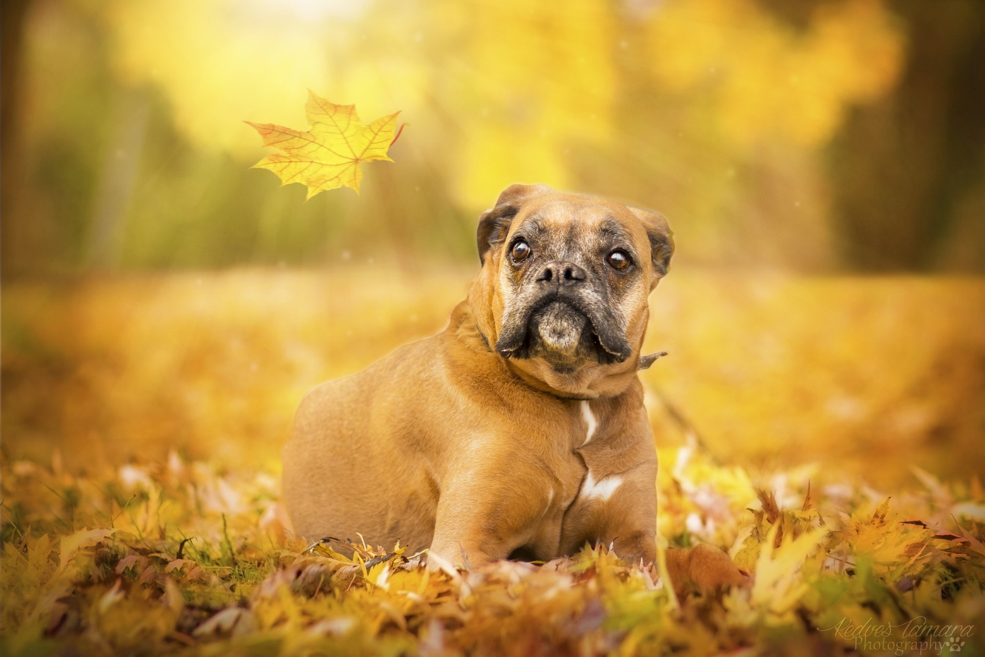 Download Depth Of Field Boxer (dog) Dog Fall Animal HD Wallpaper