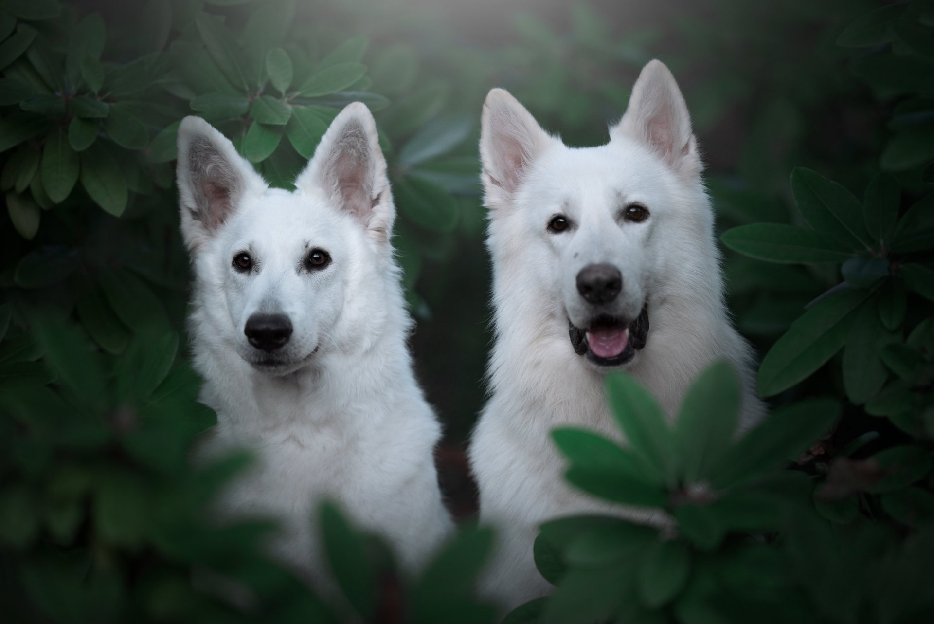 Download Dog Animal White Shepherd HD Wallpaper