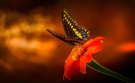Macro shot of a swallowtail butterfly (insect, animal) on a red-orange flower with warm bokeh — 2K Quad HD PC desktop wallpaper/background.