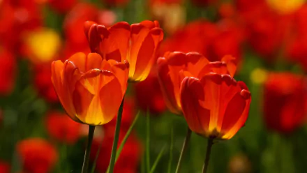 nature tulip HD Desktop Wallpaper | Background Image