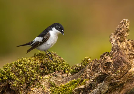 European Pied Flycatcher bird Animal Flycatcher HD Desktop Wallpaper | Background Image