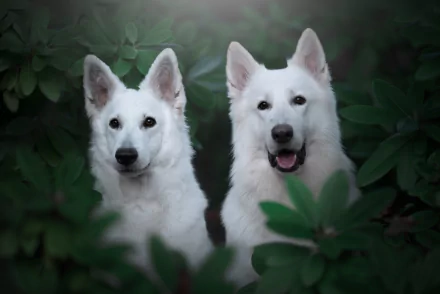 dog Animal White Shepherd HD Desktop Wallpaper | Background Image