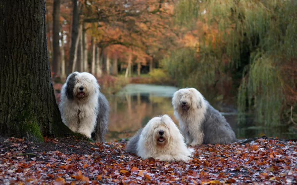 Three Old English Sheepdogs sit among fallen leaves by a forest stream, captured with a soft depth of field in this 4K Ultra HD desktop wallpaper.