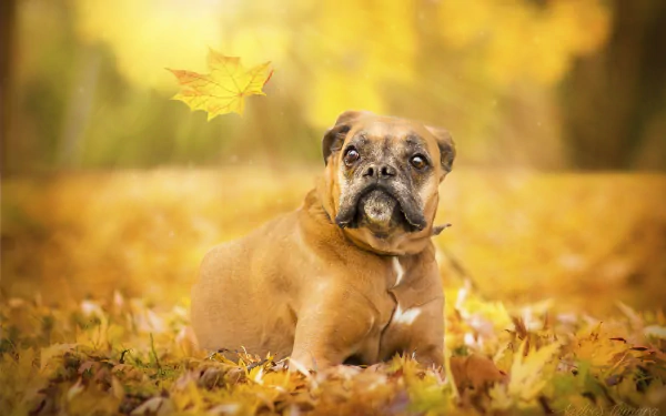 depth of field boxer (dog) dog fall Animal HD Desktop Wallpaper | Background Image