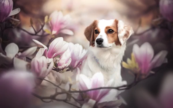 magnolia flower dog Animal Kooikerhondje HD Desktop Wallpaper | Background Image