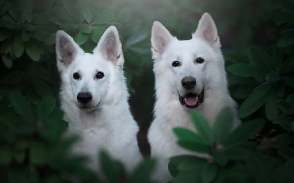 dog Animal White Shepherd HD Desktop Wallpaper | Background Image