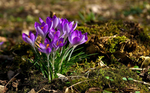 purple flower nature crocus HD Desktop Wallpaper | Background Image