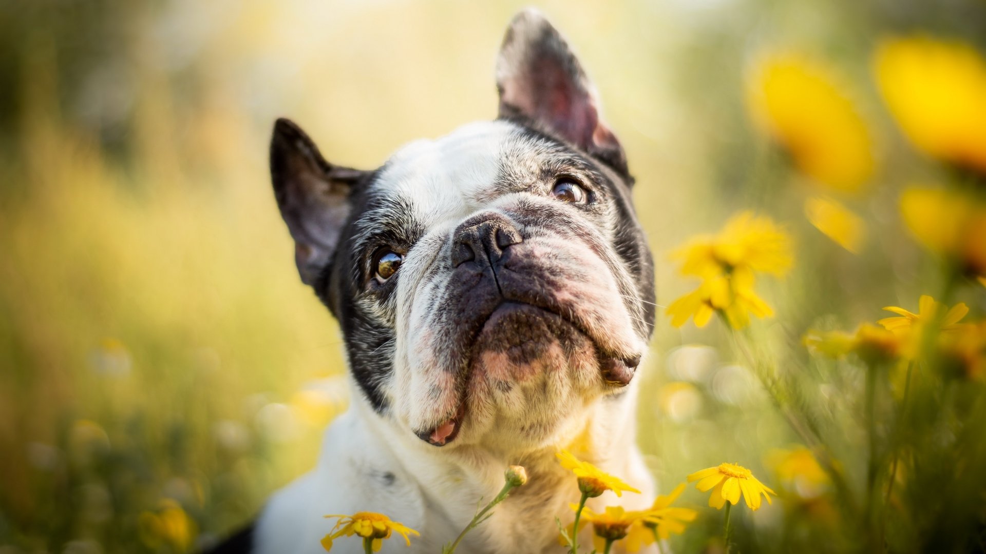 Download Dog Animal French Bulldog 4k Ultra HD Wallpaper