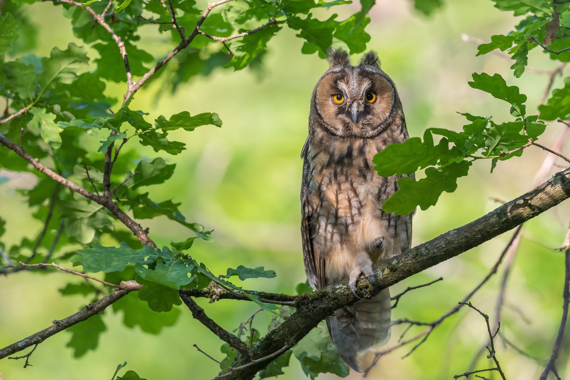 Download Long-eared Owl Bird Animal Owl 4k Ultra HD Wallpaper