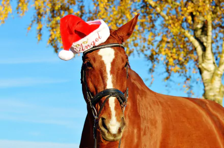 santa hat Animal horse HD Desktop Wallpaper | Background Image