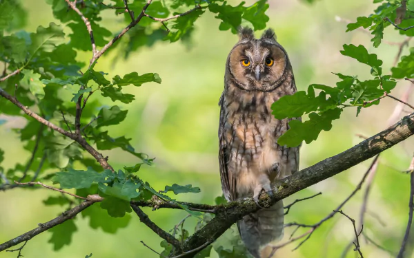 long eared owl bird Animal owl HD Desktop Wallpaper | Background Image