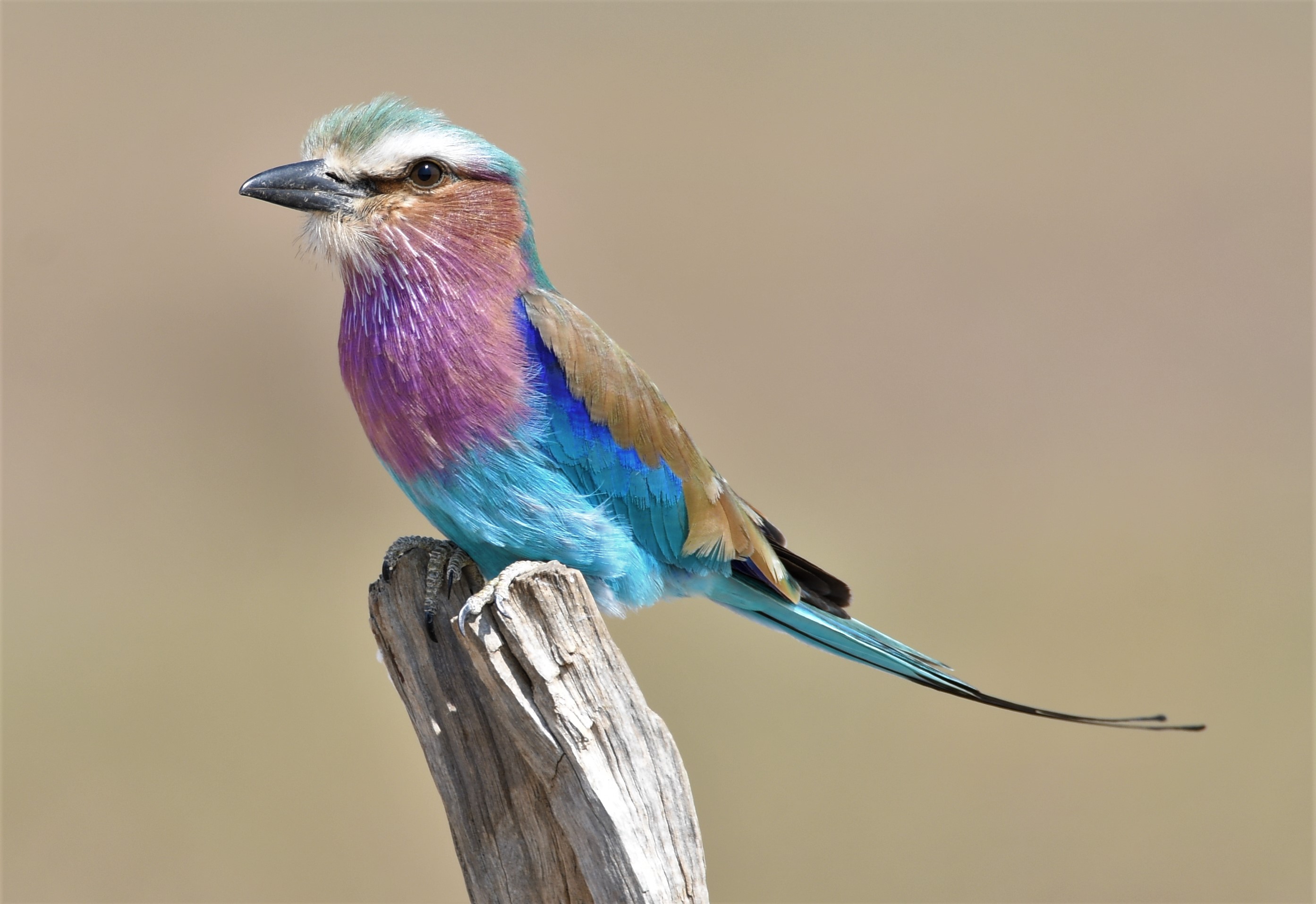 Animal Lilac-Breasted Roller HD Wallpaper | Background Image