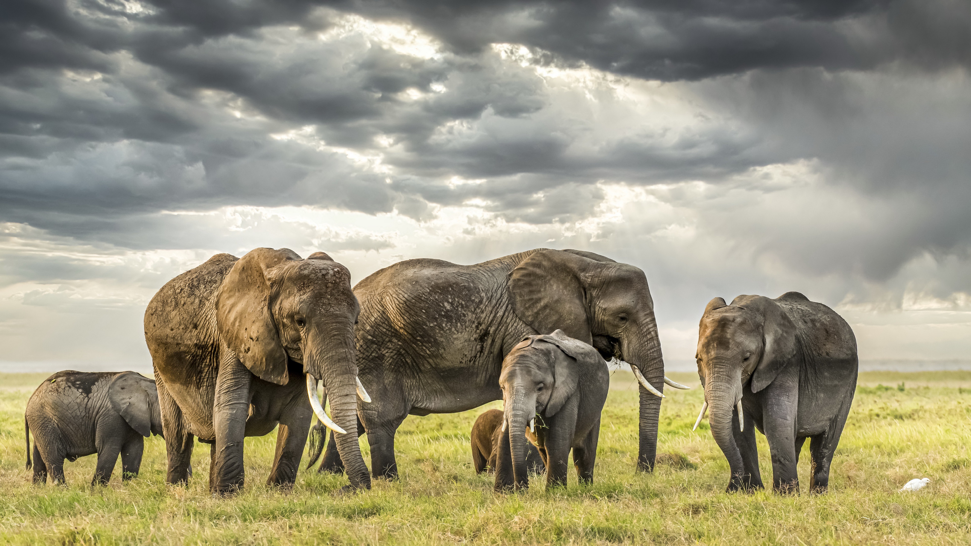 African bush elephant 4k Ultra HD Wallpaper