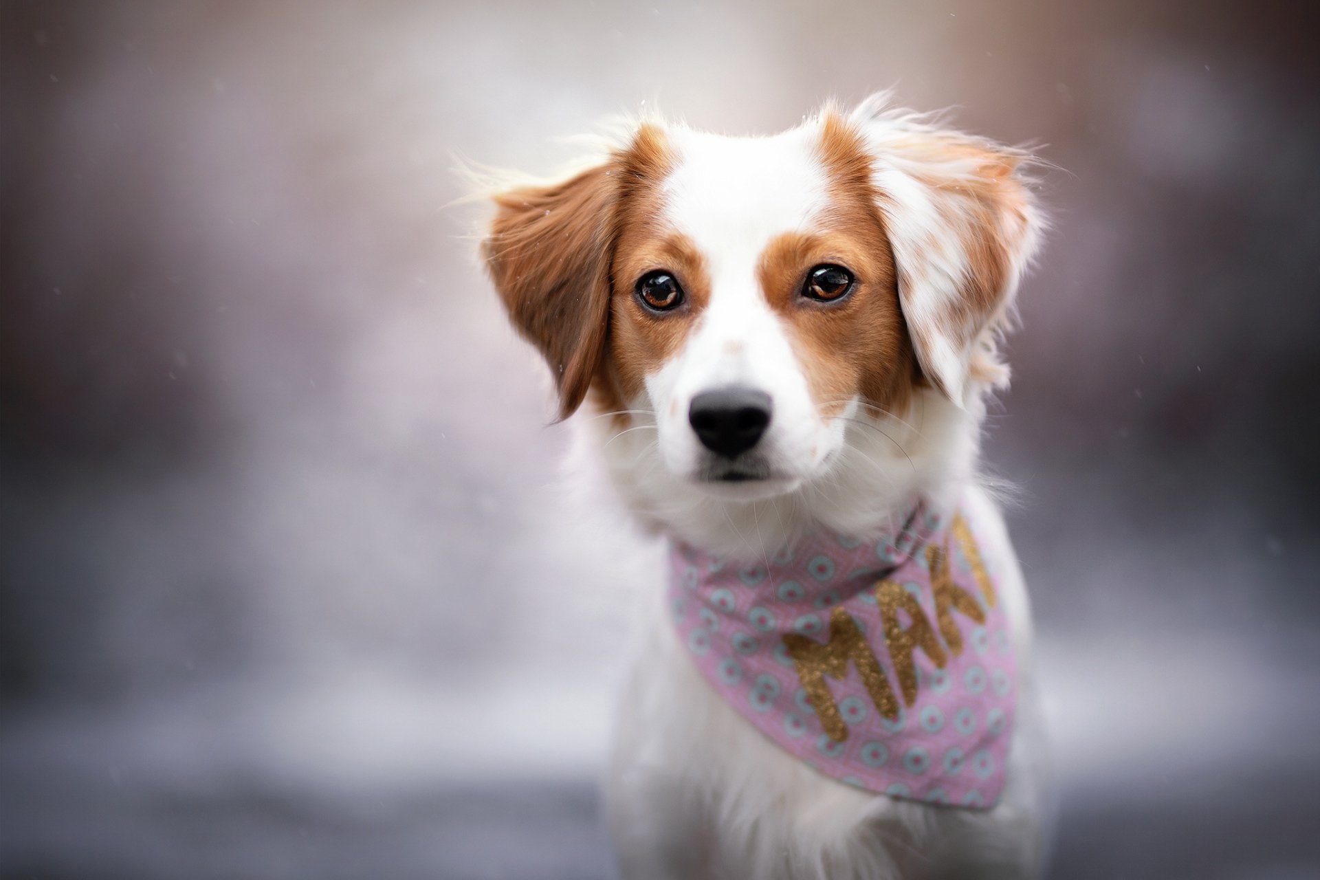 Download Dog Animal Kooikerhondje HD Wallpaper