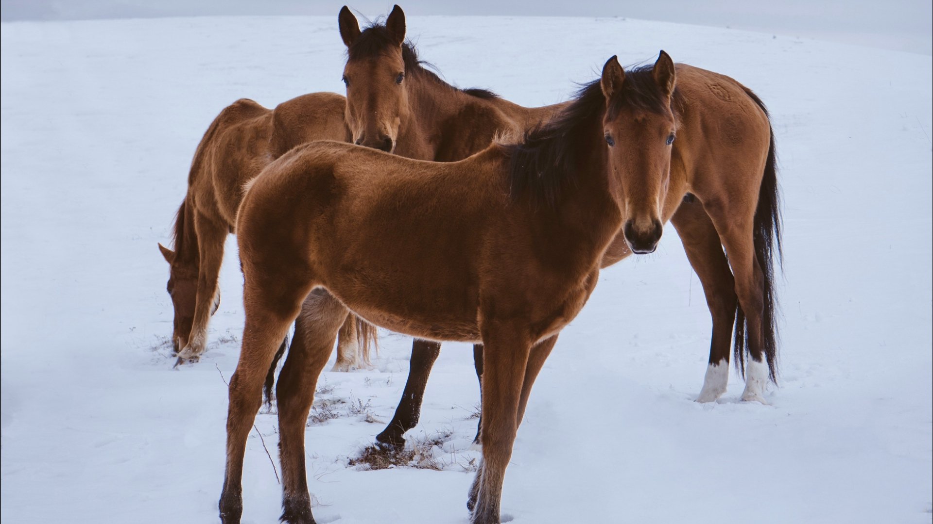 Download Animal Horse HD Wallpaper