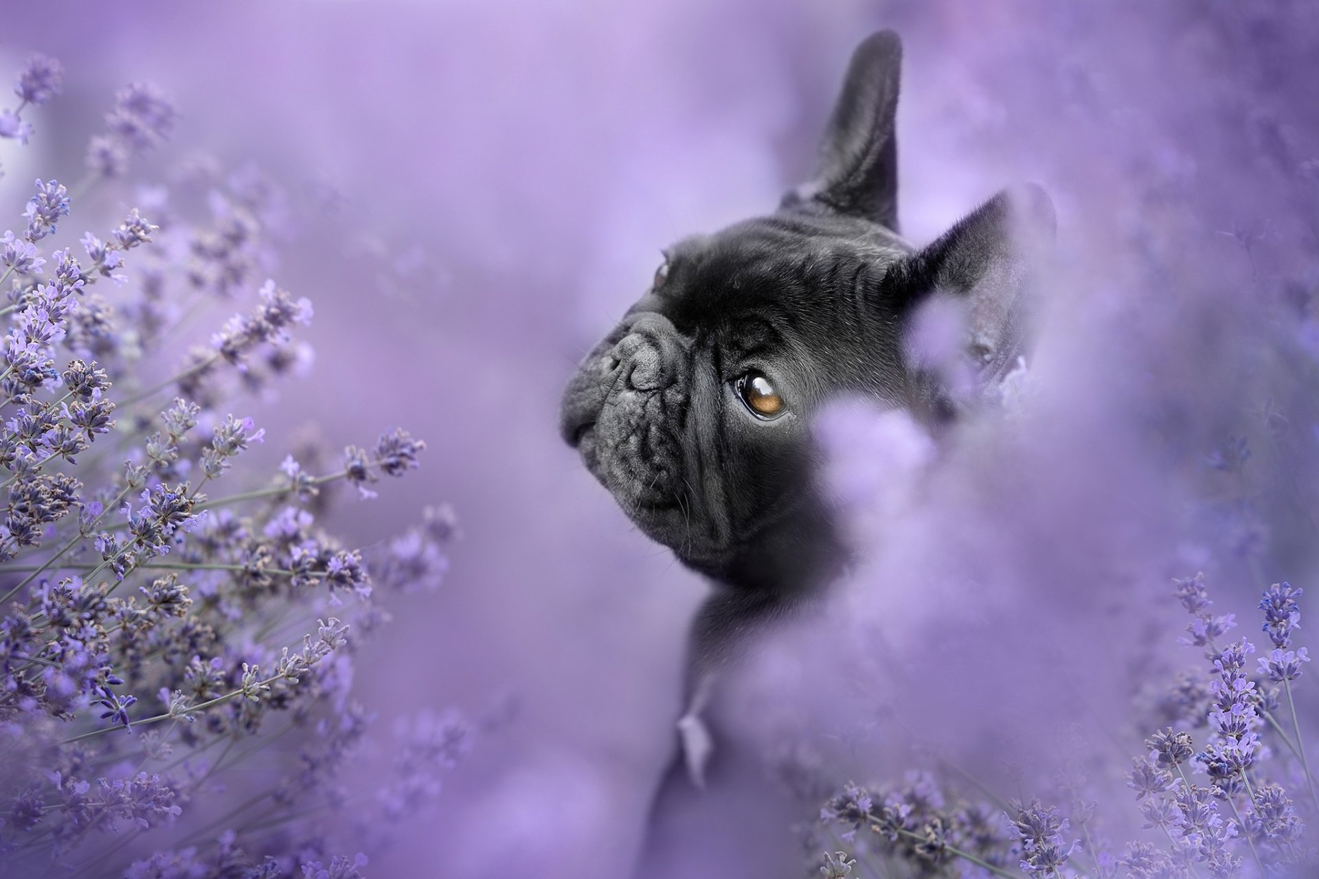 Download Lavender Animal French Bulldog HD Wallpaper | 2048x1365 ...