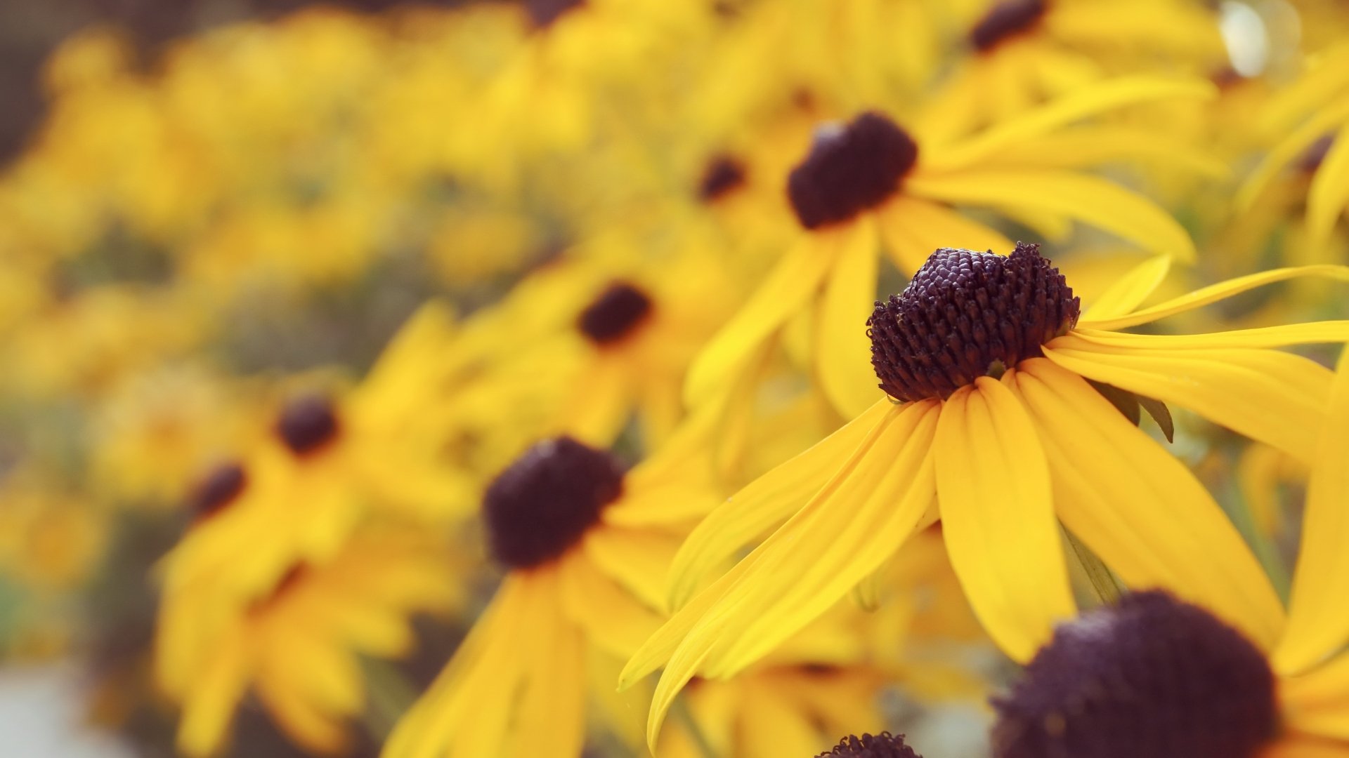 Download Yellow Flower Nature Black-eyed Susan 4k Ultra HD Wallpaper