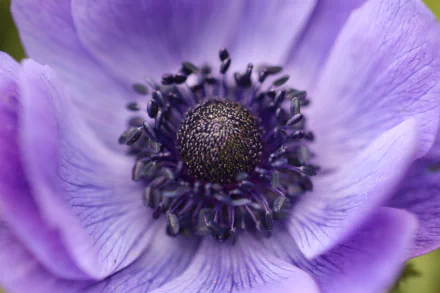  Crown Anemone Flower by Roland Steinmann