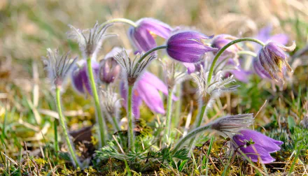 purple flower nature anemone HD Desktop Wallpaper | Background Image
