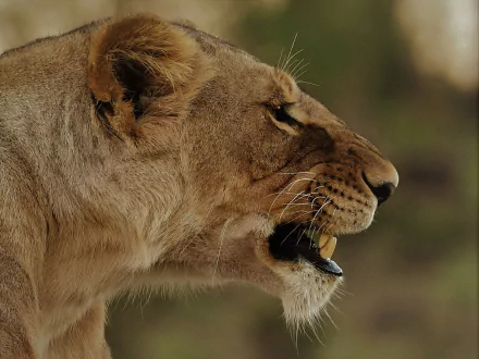  Lioness - Maasai Mara, Kenya