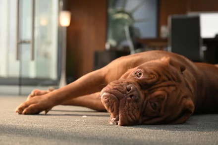 TV Show Turner & Hooch HD Desktop Wallpaper | Background Image