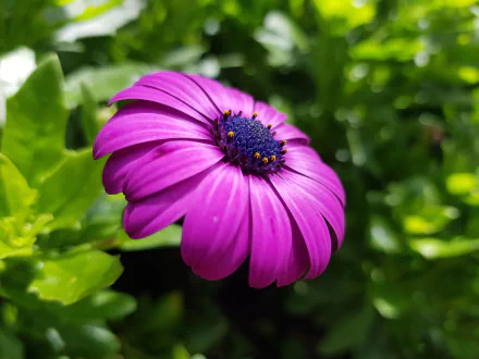  Lonely African Daisy