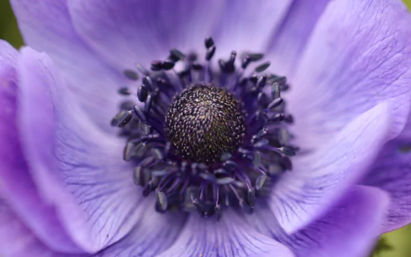  Crown Anemone Flower by Roland Steinmann