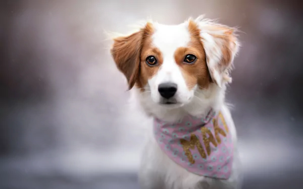 dog Animal Kooikerhondje HD Desktop Wallpaper | Background Image