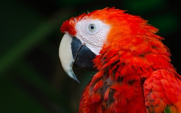 Animal Scarlet Macaw Birds Parrots Bird HD Wallpaper | Background Image