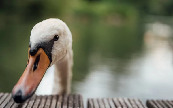 bird Animal swan HD Desktop Wallpaper | Background Image