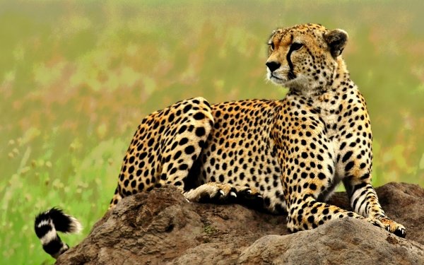 Tanzania Serengeti Africa Animal cheetah HD Desktop Wallpaper | Background Image