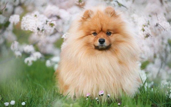 4K Ultra HD Pomeranian Wallpapers | Background Images